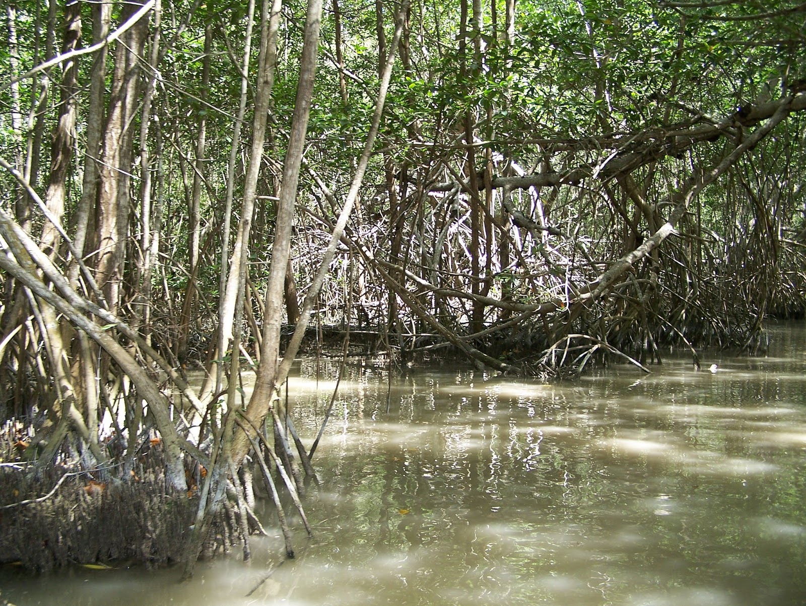 Conservar los humedales, de vital importancia para preservar el ciclo del agua