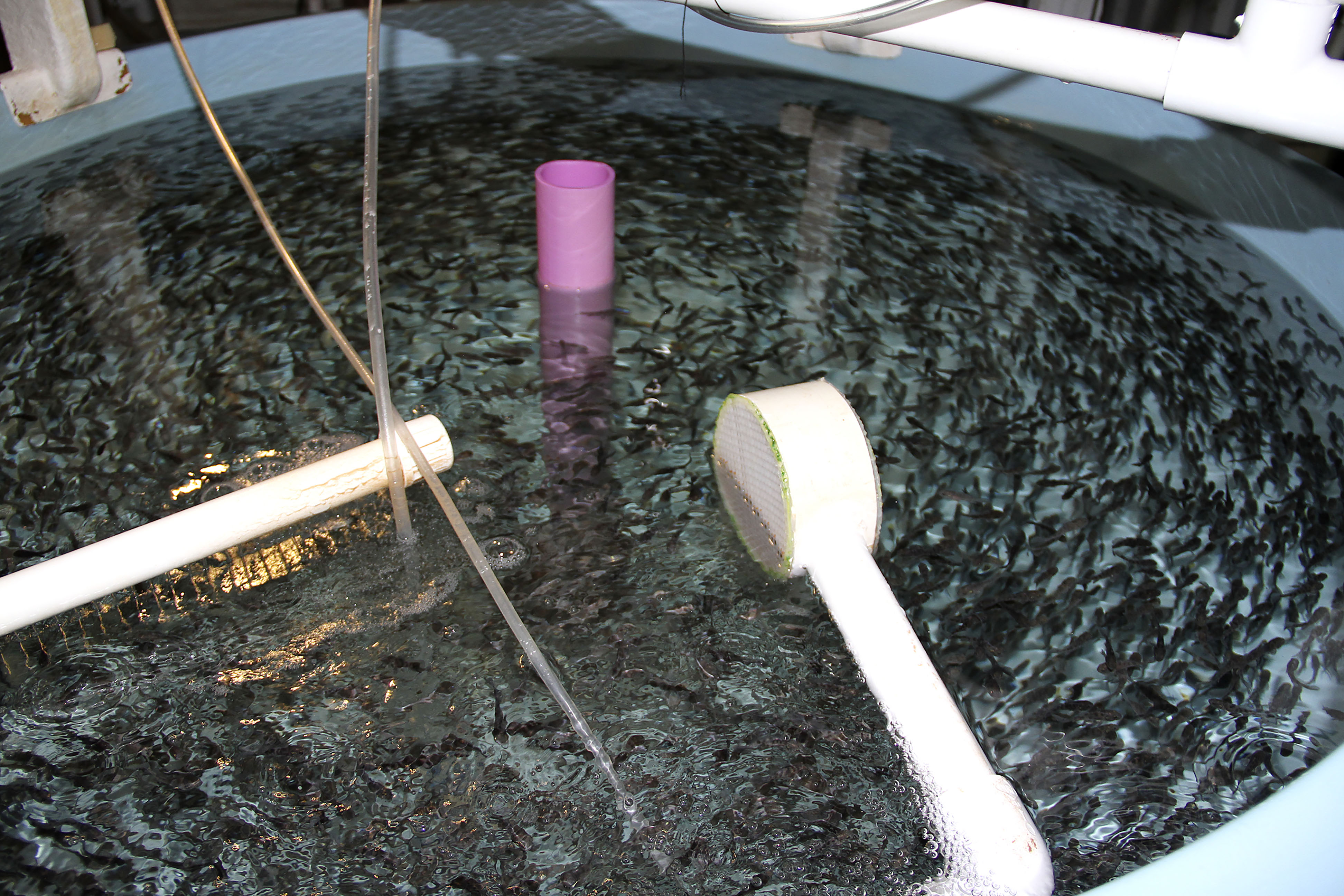 SEMARNAT PUBLICA NORMA PARA MARCAJE DE TOTOABA